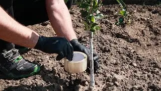 Why didn't I know this method before? Ant colonies and aphids are gone!