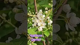 #черёмуха