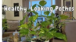 Designing my Healthy-Looking Pothos