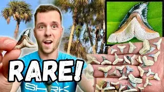 Uncovering Super RARE Colors of Shark Teeth Fossils in Ancient Florida