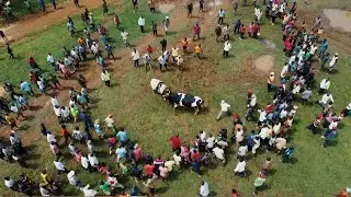 The Biggest BULL FIGHTING Event In UGANDA