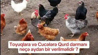 Toyuqlara və Cucələrə neçə aydan bir qurd dərmanı vermək lazımdır ❓