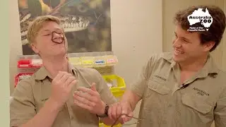 Robert Irwin, Chandler and some adorable baby snakes | Irwin Family Adventures