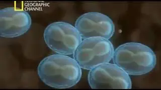 Virus Letales - Documental