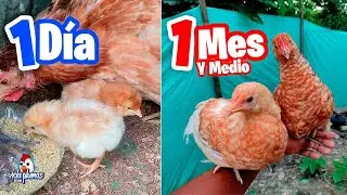 Como Hacer CRECER RAPIDO a tus POLLOS 🐥