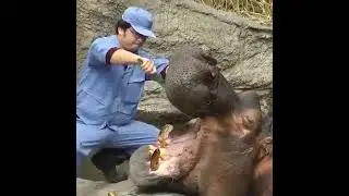 Kuda Nil sikat gigi