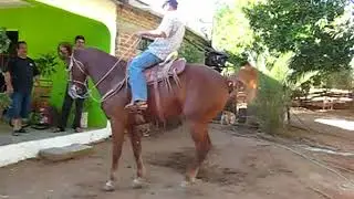 Caballo de Paso Fino Bailando- DGM & CB