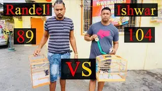 Trinidad bullfinch  Randell VS  Ishwar
