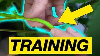 LOW STRESS TRAINING - LST
