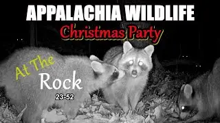 Appalachia Wildlife Video 23-52 of As The Ridge Turns in the Foothills of the Smoky Mountains