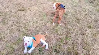 YAVRU BULLDOGLARLA ORMANA GİTTİK.