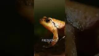 A Frog's Broadcasting Solution #shorts