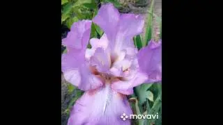 Цветы ,просто и красиво 🥀#любимаядача #