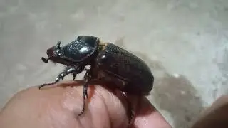 Kumbang badak si hewan terkuat baru video  HD @Hewannusantara @Hewannusantara