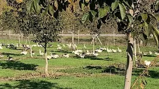 Kazlarımız yaylımda #goosegoose