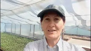 Обработка Атлет или Це Це. Норма полива для 18дневной рассады.