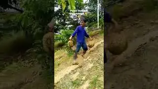 Panen Durian Di Pegunungan 🤣🤣
