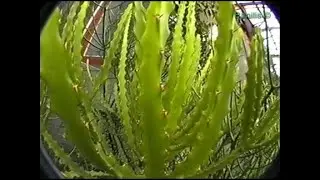 Никита.1998 год.(02)(Личный архив)