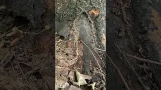 Timelapse красные муравьи спасают личинок #ants #лес #природа #муравьи #timelapse