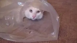 Тихо, кошки спят.