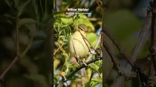 Juvenile Willow Warbler in late Summer | Cute birds