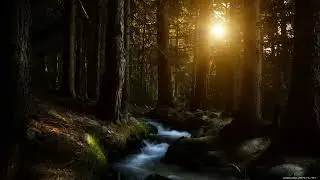 Звуки природы и шум леса: пение птиц для релакса и отдыха / birdsong for relaxation and relaxation