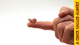 The Smallest Bird You've Ever Seen - The abandoned nest