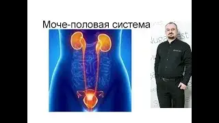 Моче половая система