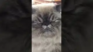#gatos#animals