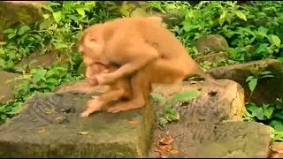 So horrible Libby is very aggressive biiting poor new orphan baby Angela so hurt crying loudly.