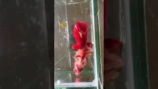 Cá Betta Độc Lạ Betta Có 2 Đuôi Và 2 Vây Bụng Unique Betta Fish, Betta Has 2 Tails And 2 Pelvic Fins