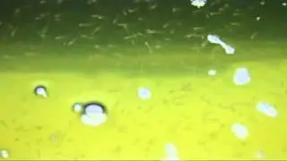 Neon Dottyback larvae (Pseudochromis aldabraensis)
