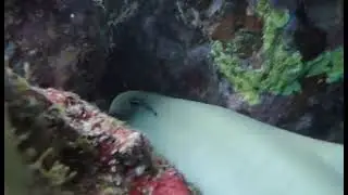 إنقاذ قرش بورت قالب Shark rescue