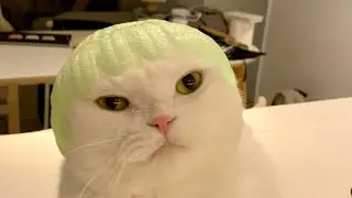 Funny Cats Compilation  2022 - watch this to laugh your head off 🤣