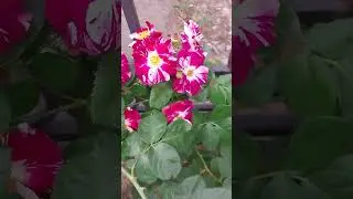 необычные розы
