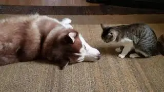 Кот усатый, озорной