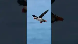 Cet oiseau vous passe le bonjour 🐧