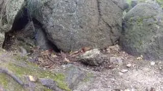 Szczurek, zapoznanie