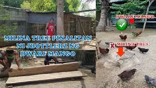Milina Tree Pinalitan ni JBOTTLERZ ng Dwarf Mango