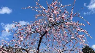 Plum Blossom Festival 2022 | Japan Spring