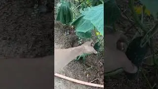 Pé de pepino produzindo muito