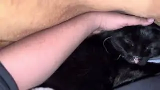 Too Cold, Panther Has to Sleep With me