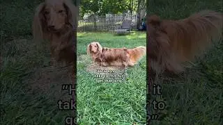 “How long did it take for his fur to get long?” is impossible to answer! #longhaireddachshund