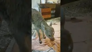 Новорожденный