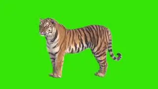 ग्रीन स्क्रिन  भिड यो बनाउनु होस  use this green tiger your tiktok