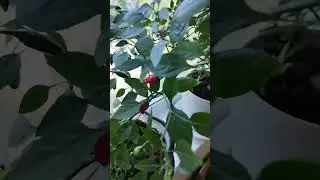 Перец на подоконнике. Сорт Дракоша. Первый урожай.