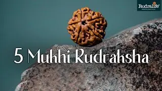5 Mukhi Rudraksha