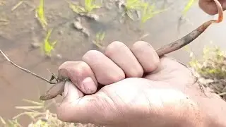 Mancing belut sawah !!