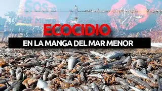 MAR MENOR (Toda la Verdad) Peces Muertos por Contaminación