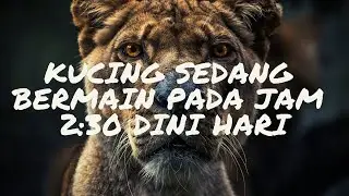 Kucing Sedang Bermain Pada Jam 2:30 Dini Hari